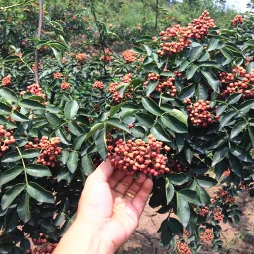 平邑县大红袍花椒苗  正宗大红袍花椒树苗、直销、当年挂果