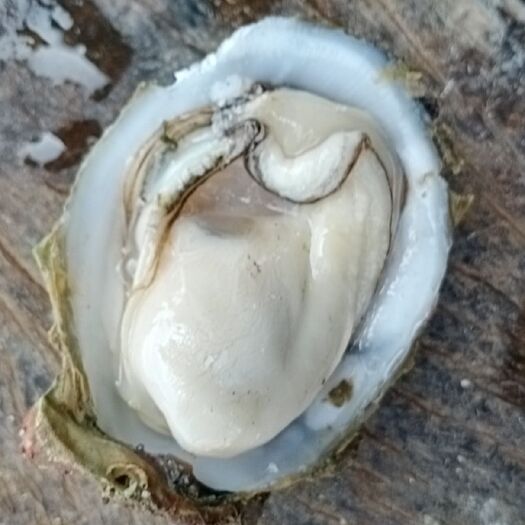 北海牡蛎 广西壮族自治区北海市海城区 鲜活水产