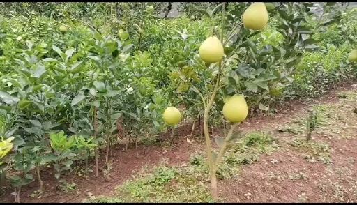 冰糖柚苗  果味甜如冰糖又叫金兰柚，自家果园育苗现挖包邮