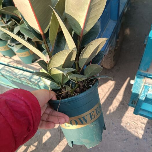青州市橡皮树盆栽  橡皮树  黑金刚  3棵苗