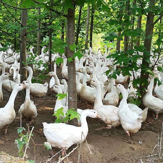 虎林市大三花鹅  供应散养食草大鹅，天然草原林地放养，喝山泉水肉质鲜美！