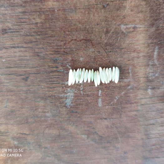 博罗县粳稻谷  香谷