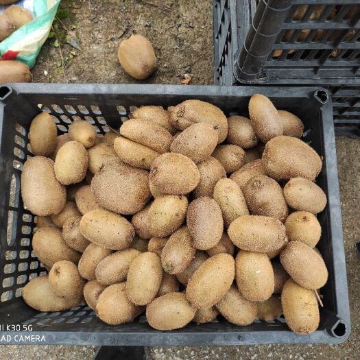 永顺县米良1号猕猴桃  量大