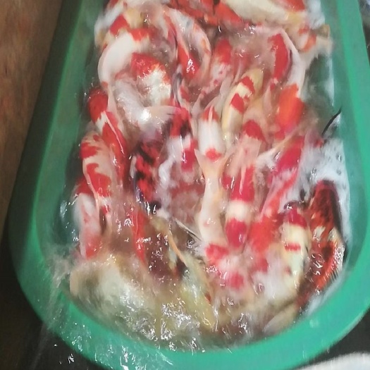 天津锦鲤鱼苗 