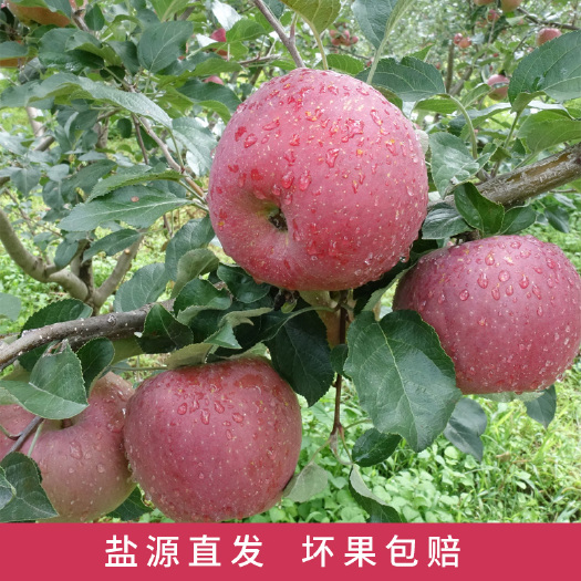 盐源县丑苹果  深山农家野生冰糖心苹果