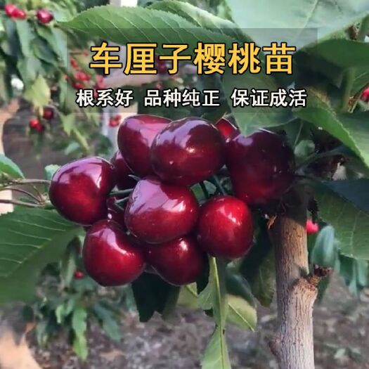 平邑县俄罗斯8号樱桃苗  俄罗斯8号樱桃树苗、嫁接苗、现挖现卖、品种保证
