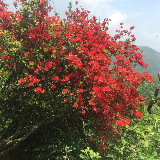 贵定县高山杜鹃 2.0~2.5米 
