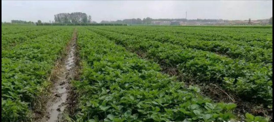 元江县草莓苗 10公分以下 营养袋苗 