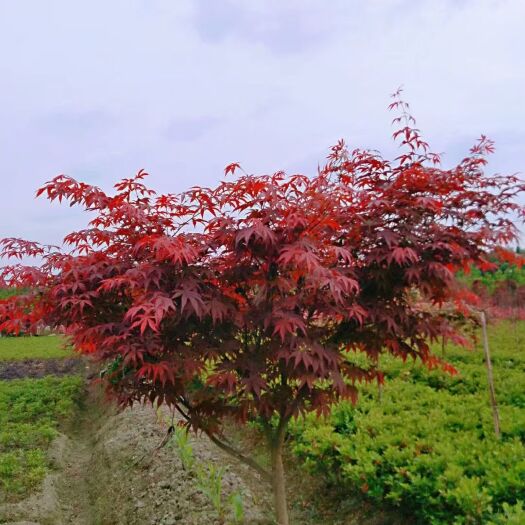  自家基地，红枫，树形漂亮