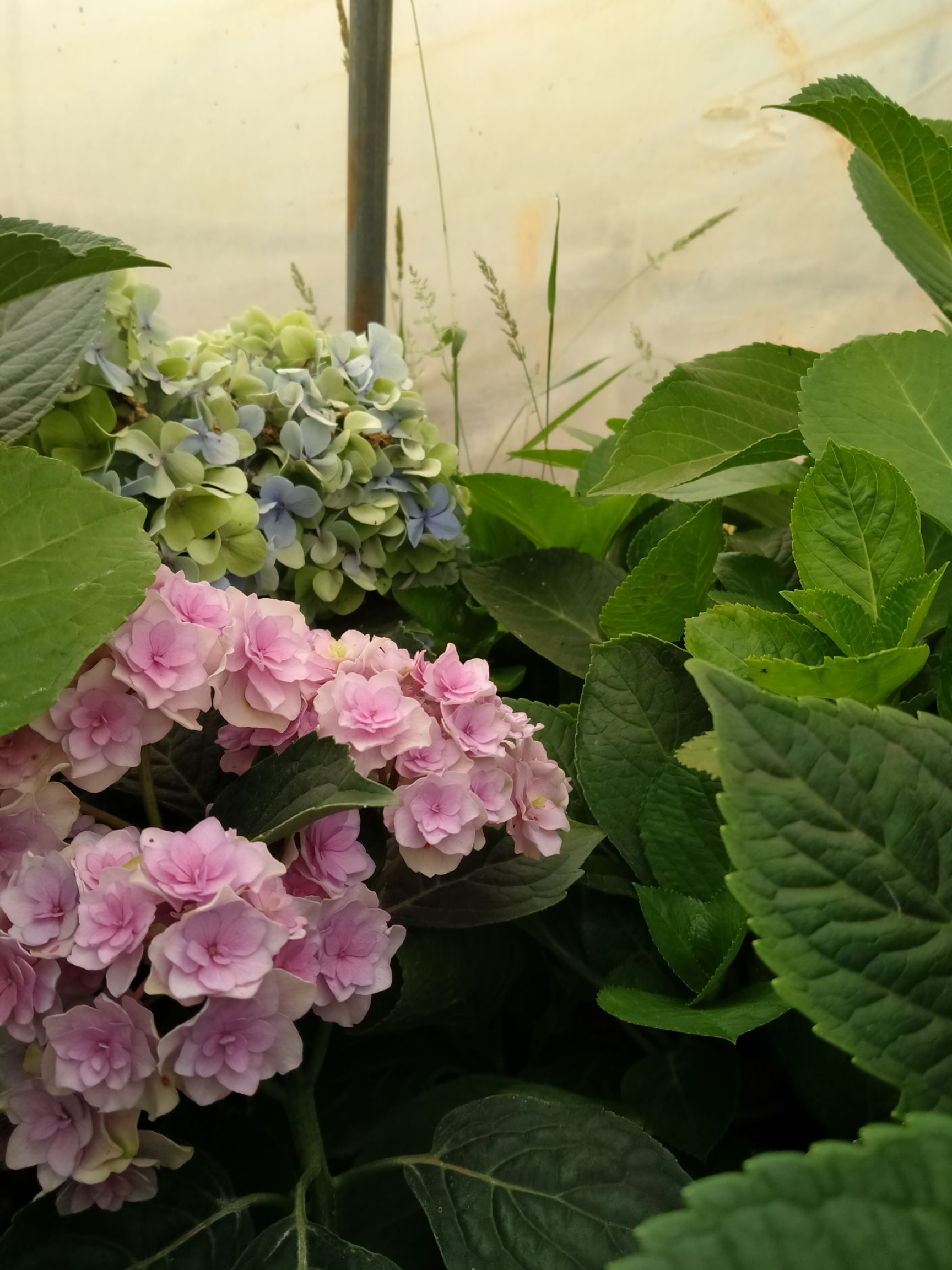 无尽夏绣球  绣球花苗，开花大，成活高，根系好，花型好看，你要的品种我都有