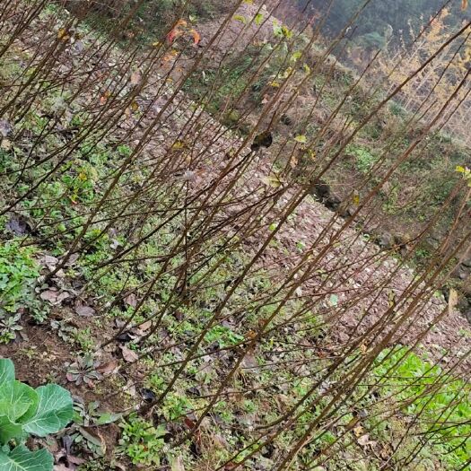 苍溪县皇冠梨苗  自家种植嫁接无病虫害苗木健康