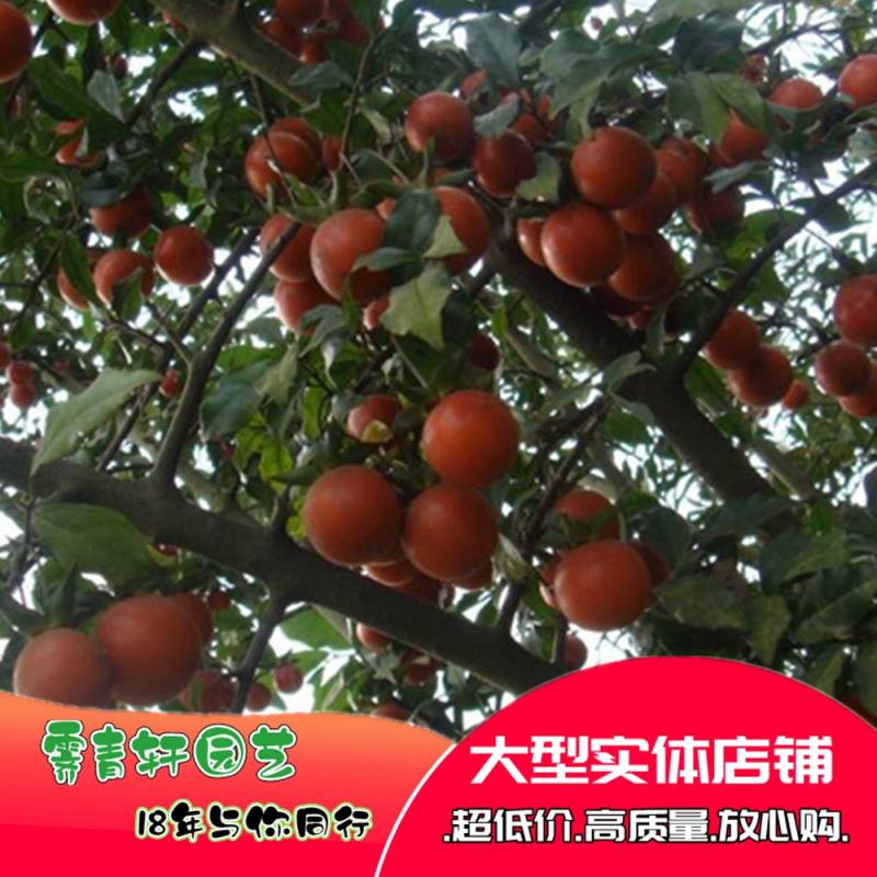 沭阳县金弹子种子鸡血红老鸦柿种子梨形葫芦果灯泡型观赏盆景盆栽种子