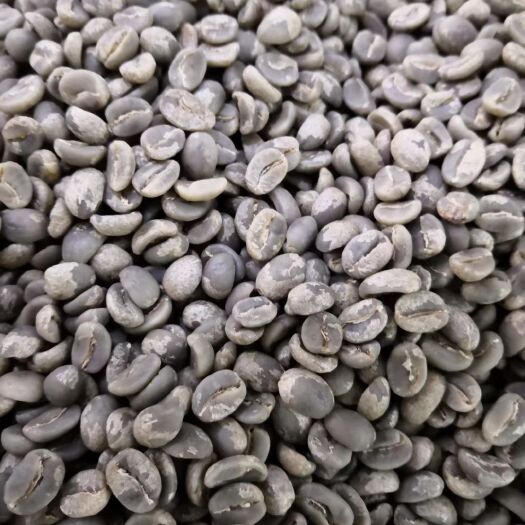 思茅咖啡豆  高海拔咖啡生豆