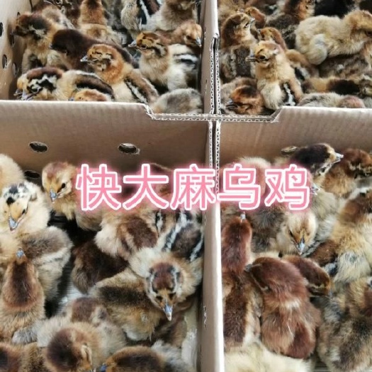 什邡市麻鸡苗  麻乌鸡苗 快大型麻乌鸡苗 麻羽乌鸡苗批发 麻羽乌骨