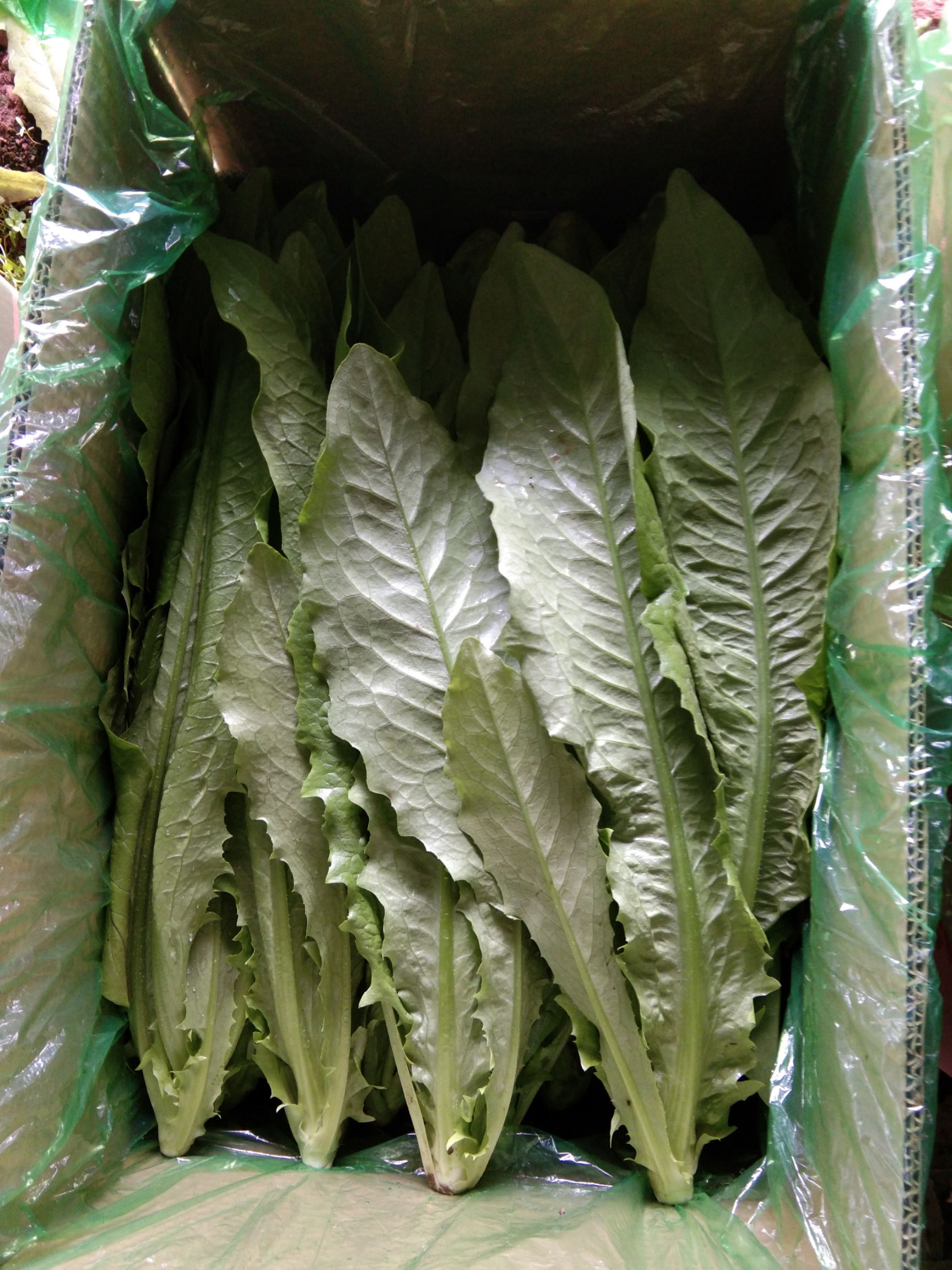 美冠油麦菜  精品油麦菜，质量杠杠的，价格还实惠，
