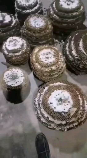 马蜂蛹  当天采摘，当天供应，质量和价格成正比，500起批