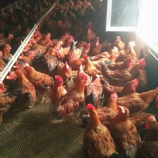 乌鲁木齐良凤花鸡苗 良凤花鸡苗批发 良凤花肉鸡苗价格麻鸡苗