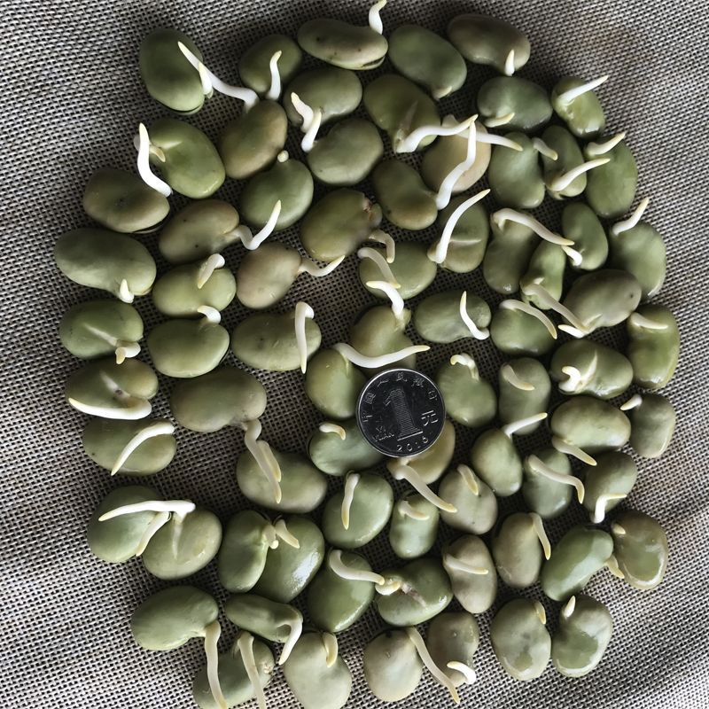 蚕豆种子农家老品种特一级蚕豆种籽好吃营养丰富越冬种的蔬菜种孑