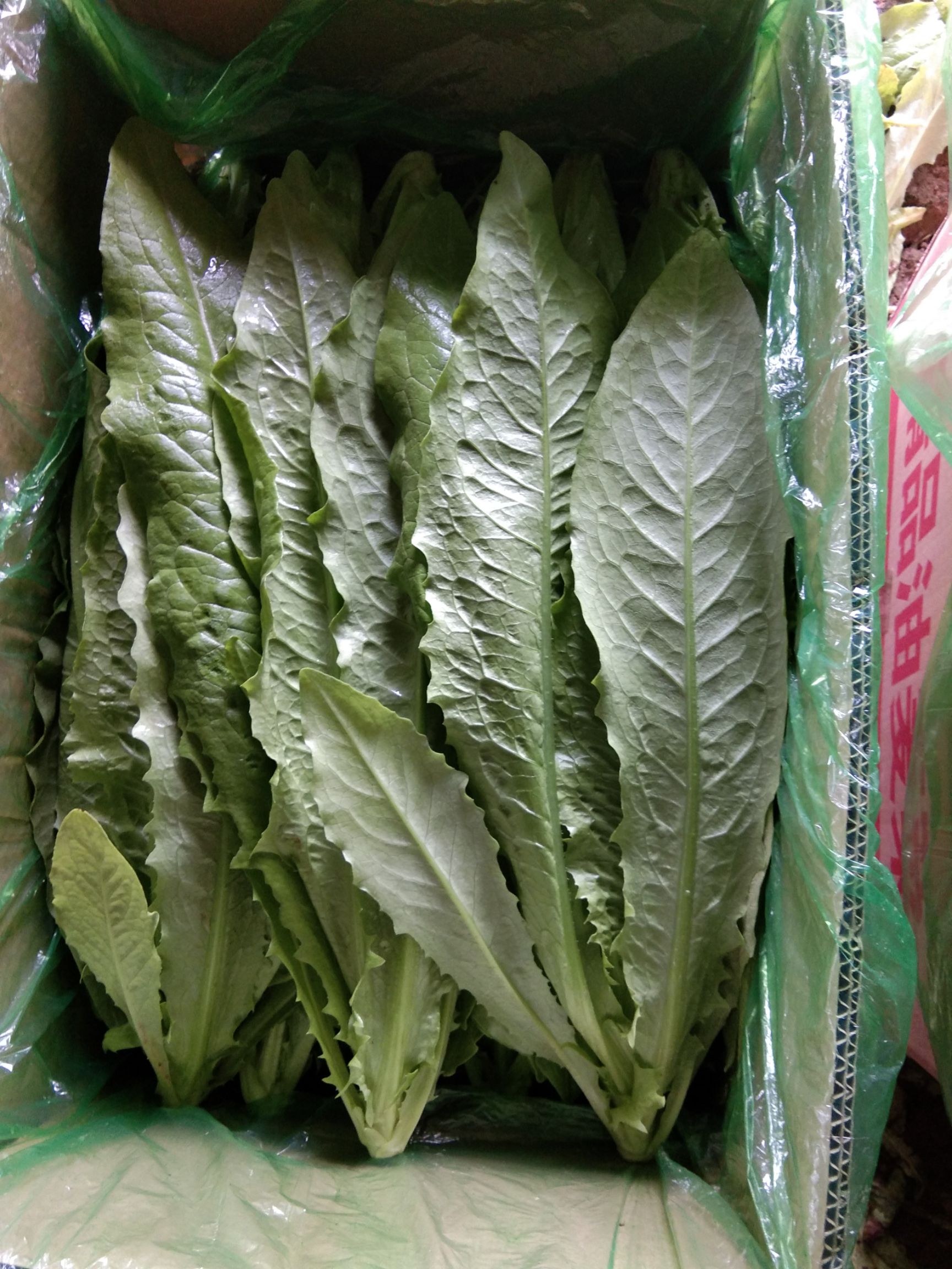 美冠油麦菜  精品油麦菜，质量杠杠的，价格还实惠，