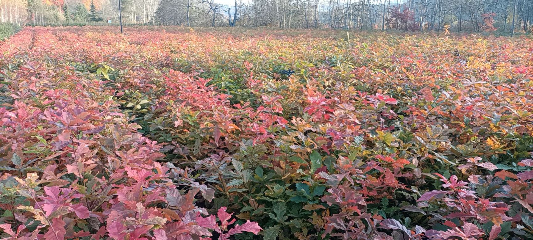 1384244蒙古栎杯苗，蒙古栎小苗，4411哪有卖蒙古栎苗