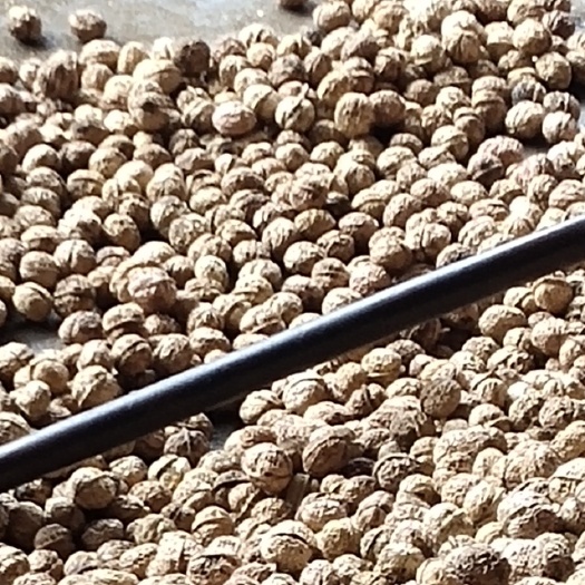 昆明纸皮核桃 产自云南楚雄