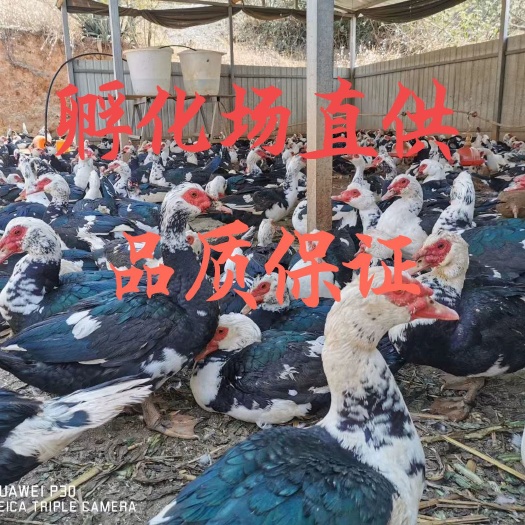 昆明番鸭苗  云南正宗大种火鸭苗，成品13斤，包打疫苗，成活率高