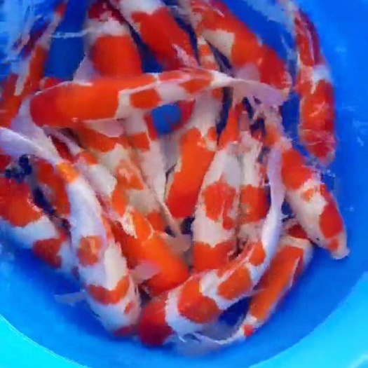 长春锦鲤鱼苗 