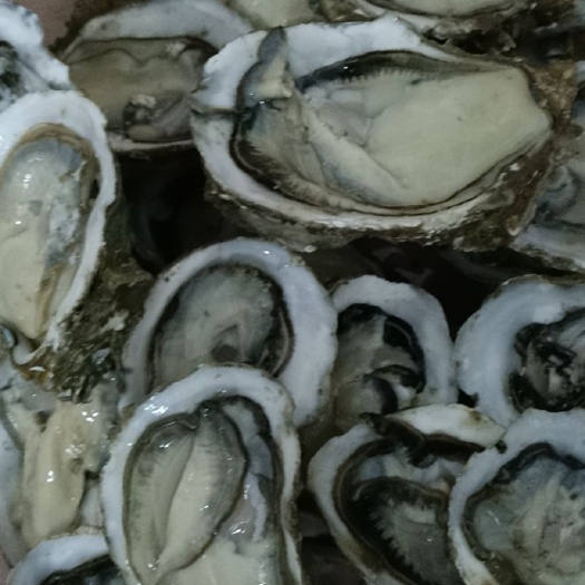 乳山市山东乳山牡蛎 海水 1-2两/只 2-3两/只 3-4两/只 4-5两/只 5-6两/只 6两以上/只   鲜活水产 