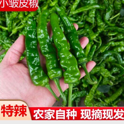 兰陵县薄皮椒  新鲜薄皮皱皮辣椒自产自销现摘现发