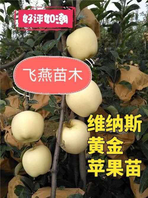 平邑县苹果苗 维纳斯黄金苹果苗【晚熟新贵】现挖现发货 南北方可植