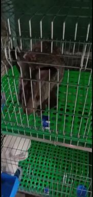 古蔺县肉兔 可以杀好，真空包装