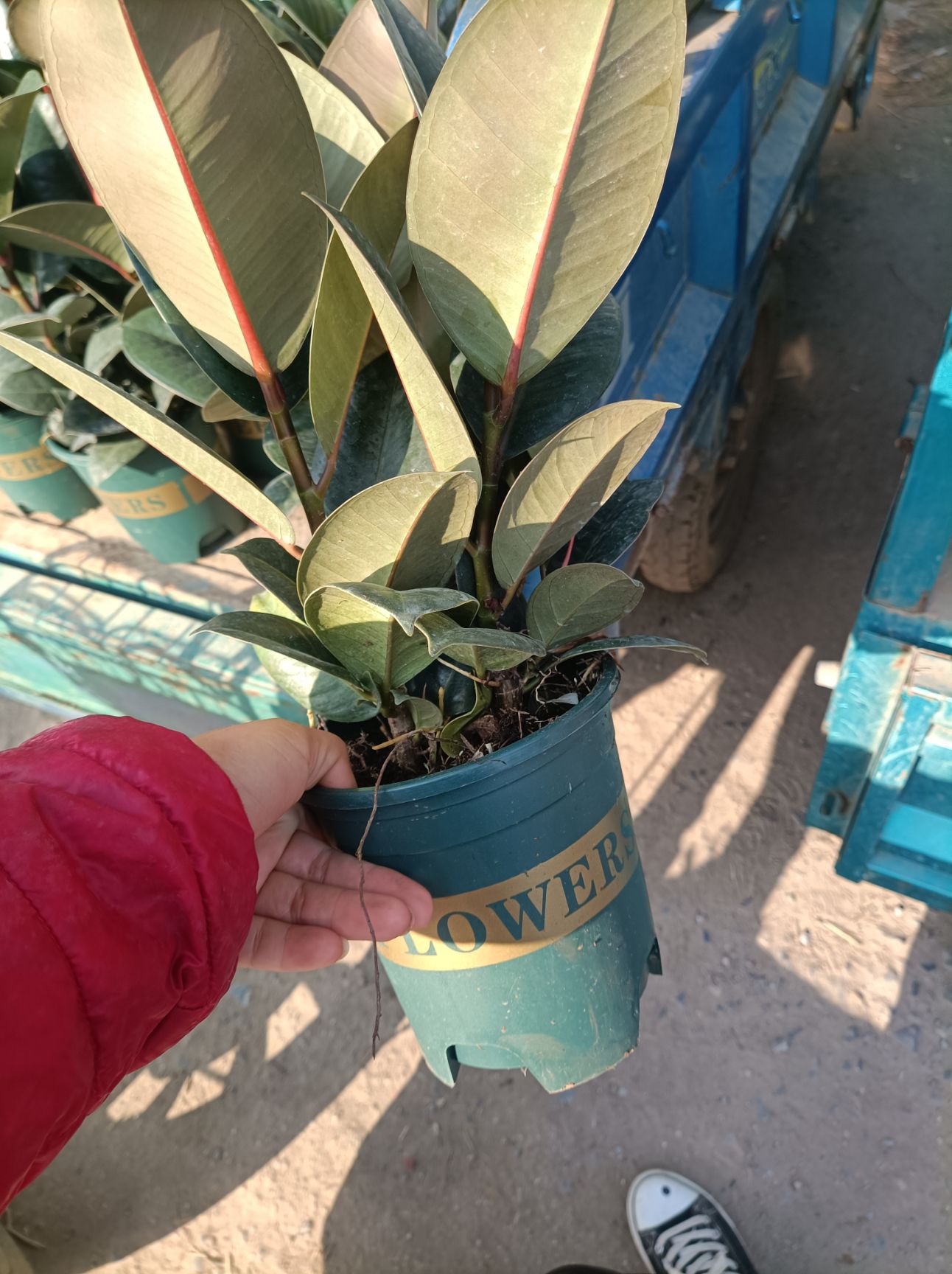 橡皮树盆栽  橡皮树  黑金刚  3棵苗