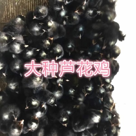 乌鲁木齐芦花鸡苗批发 芦花鸡苗 快大芦花鸡苗 大种黑芦花鸡苗