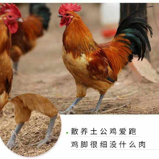 庐江县淮南王土鸡 七个月淮南王公鸡  天然 散养 品质好 肉质紧实