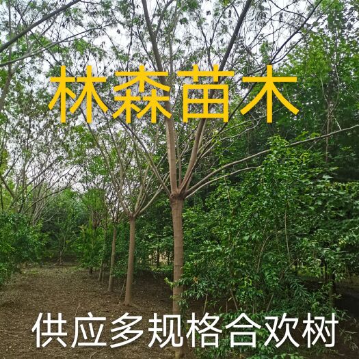 郯城县大叶合欢 供应多规格合欢树，绒花树 ，马缨花，