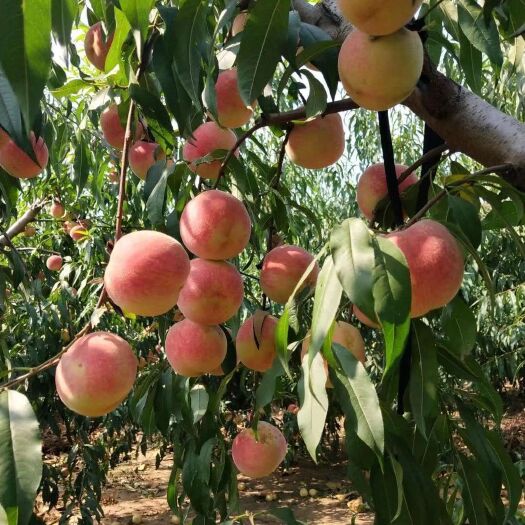 莱阳市 蜜桃金秋红蜜水蜜桃红桃