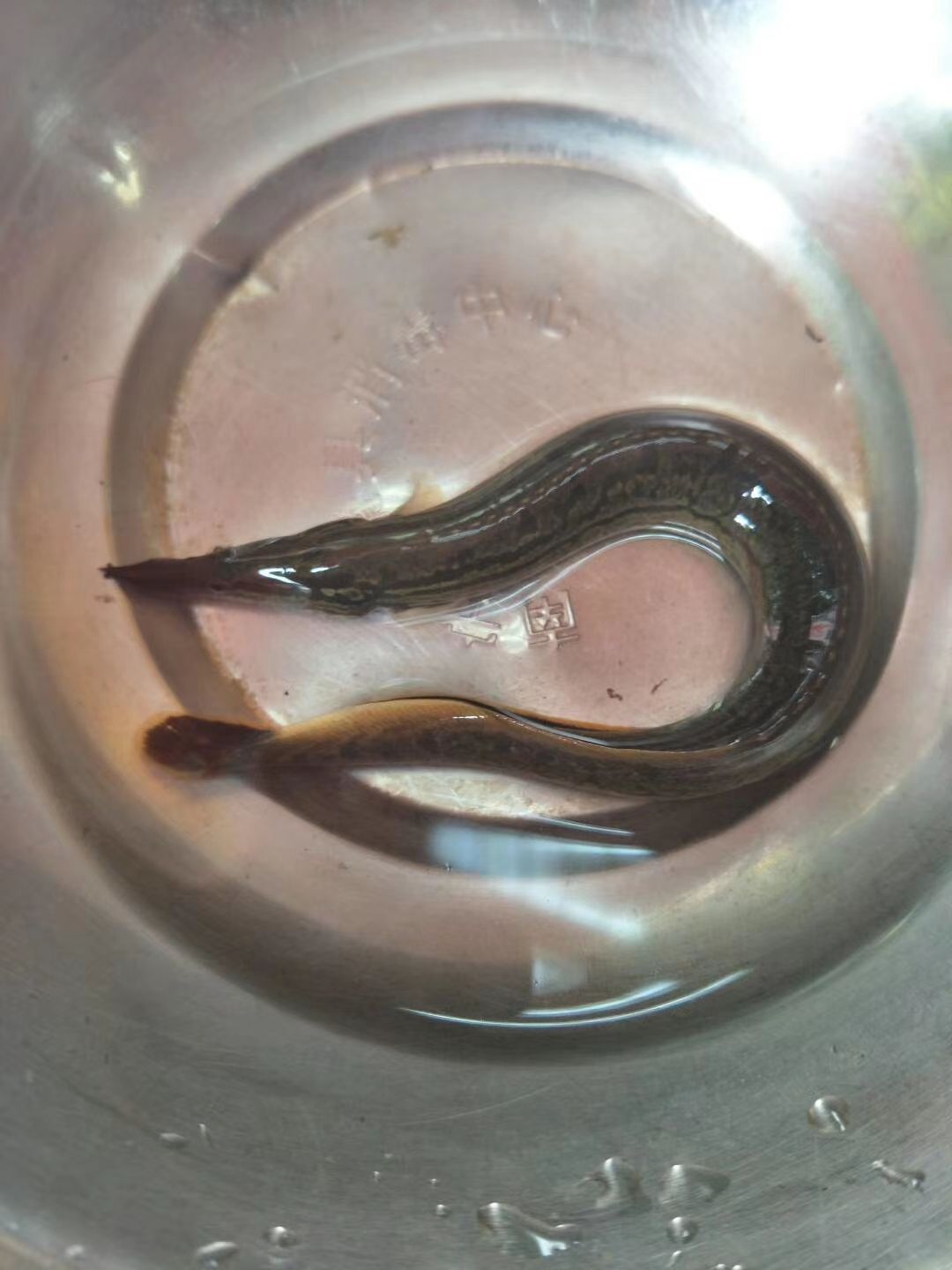 刺鳅鱼苗  广西南宁水产，刺秋鱼苗，大量供应货源充足
