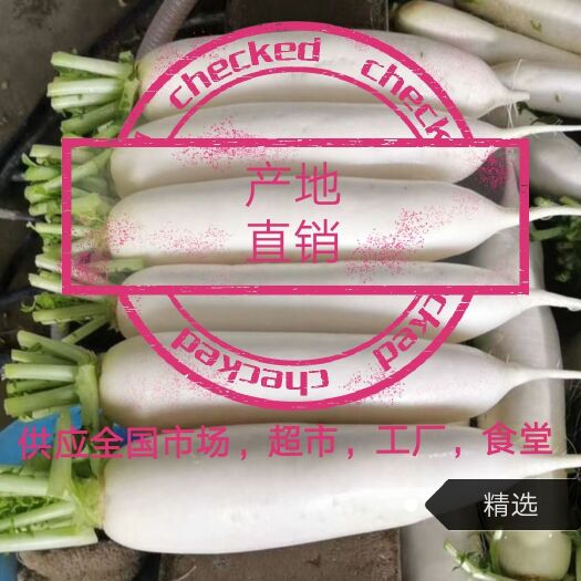 沙洋县湖北白萝卜三四五排水洗上车，，全国代发，质量保证
