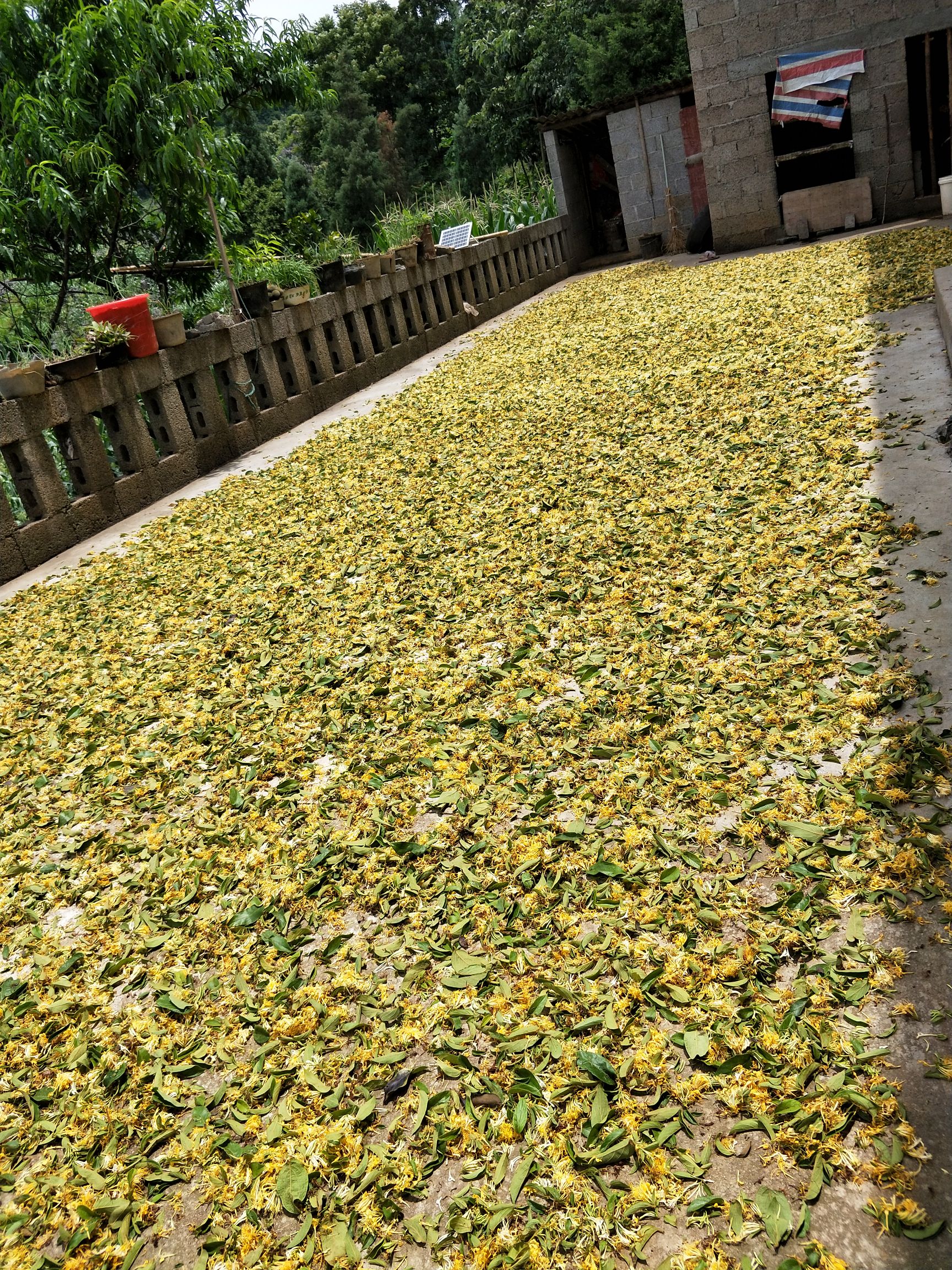 金银花茶与金银花统货