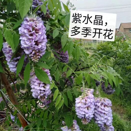 平邑县重瓣紫藤  紫藤种植专业基地，有苗30亩，紫藤13个品种，多