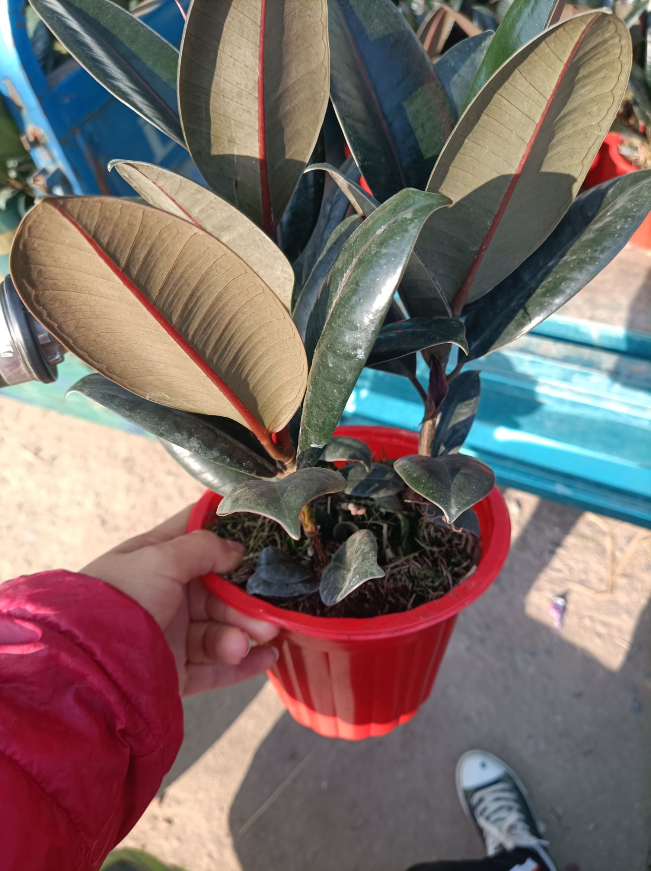 橡皮树盆栽  橡皮树  黑金刚  3棵苗