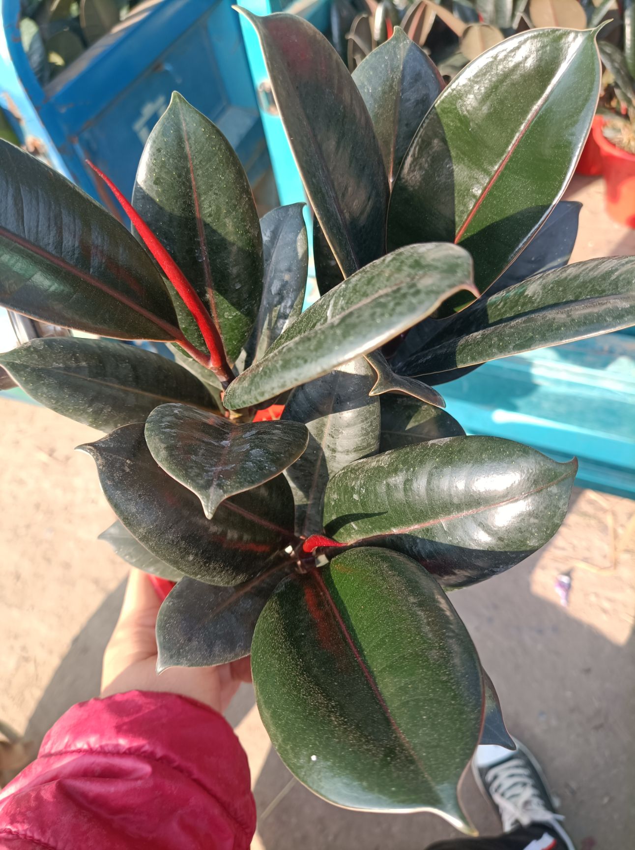 橡皮树盆栽  橡皮树  黑金刚  3棵苗