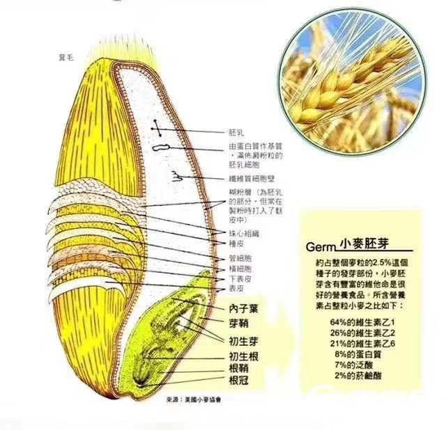 全麦粉 生小麦胚芽