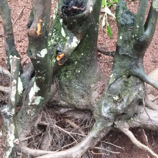 丰都金弹子   原生丛林式 圆果母桩 古桩，低价出售