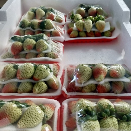 蒙特瑞草莓  2024我们志同道合，顶峰相见，撸起袖子加油干