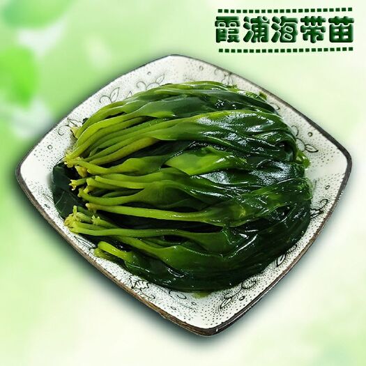 霞浦县霞浦海带苗盐渍小海带芽裙带菜火锅食材优质嫩苗凉拌菜