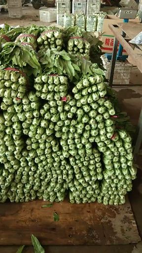 美冠油麦菜  精品油麦菜，质量杠杠的，价格还实惠，