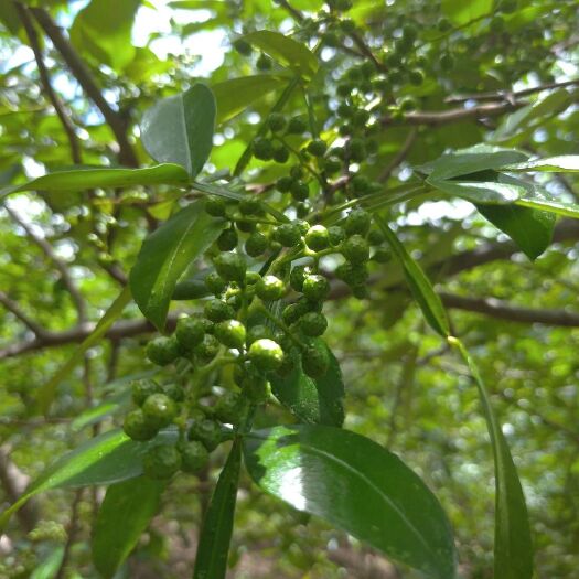 玉龙县九叶青花椒 一级 干花椒 