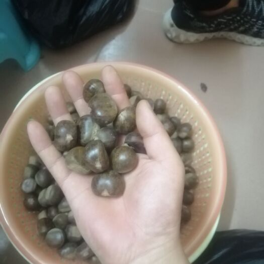 深圳迁西明栗 正宗迁西板栗，60果，专业做60果，一袋供货