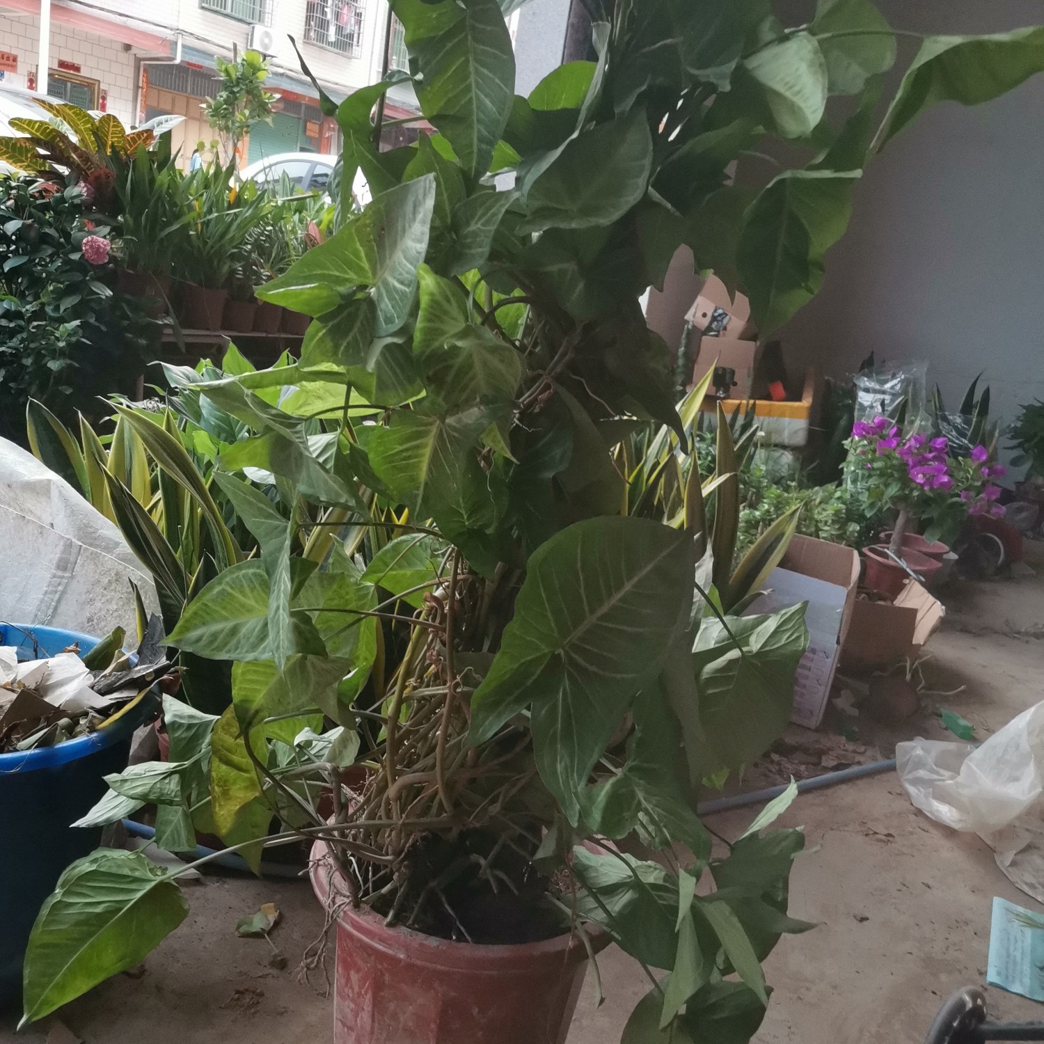 漳州绿精灵合果芋盆栽 1.2米合果芋柱老桩爬藤，实物比较好看，不会拍照
